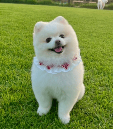 몽스파 애견미용